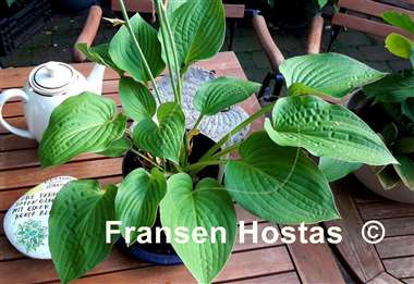 Hosta Lights Out